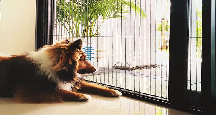 Sliding Screen Pet Door Repair in Livermore, CA
