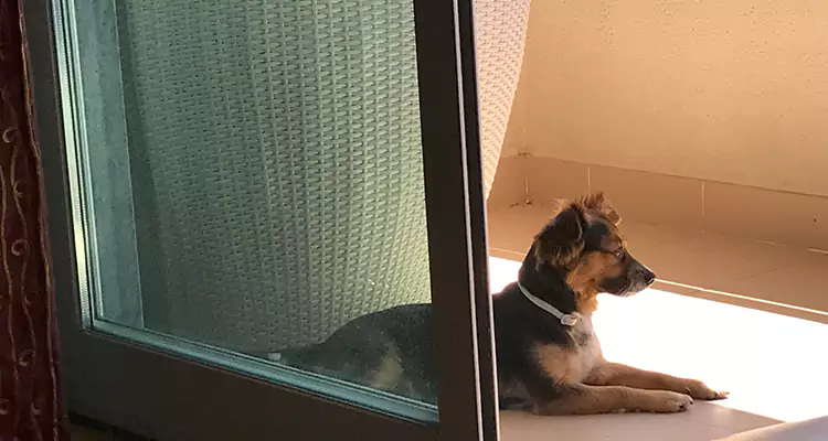 French Door Pet Screen Repair in Livermore, CA